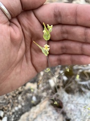 Streptanthus diversifolius