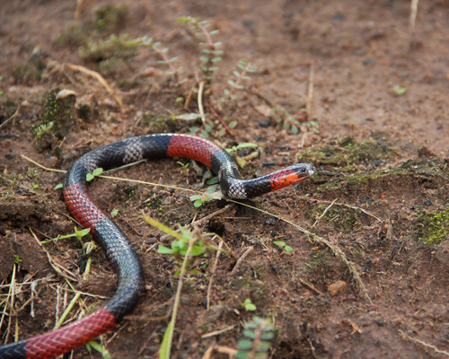 Paraíba Coralsnake