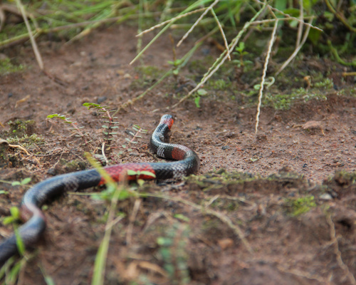 Paraíba Coralsnake