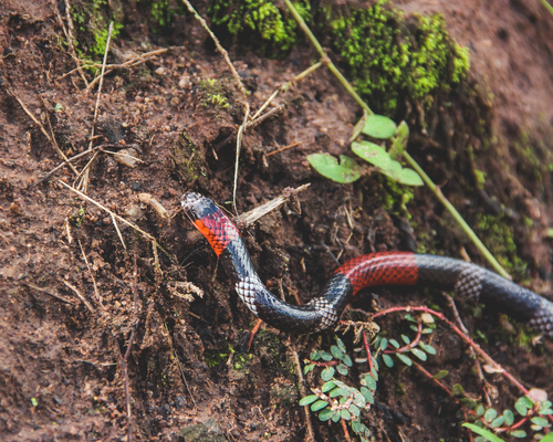Paraíba Coralsnake