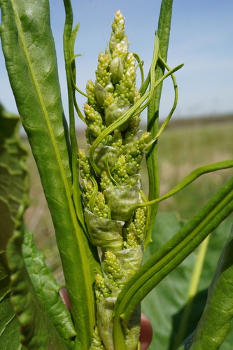 Image of Rumex patientia by (c) Patrick Hacker, some rights reserved (CC BY)
