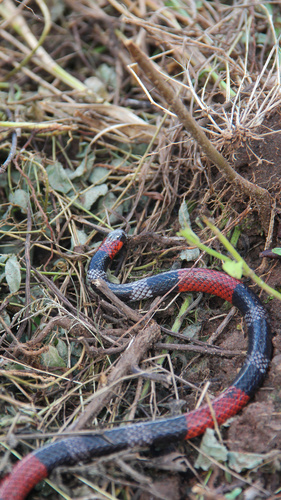 Paraíba Coralsnake