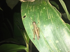 Ommatolampis perspicillata