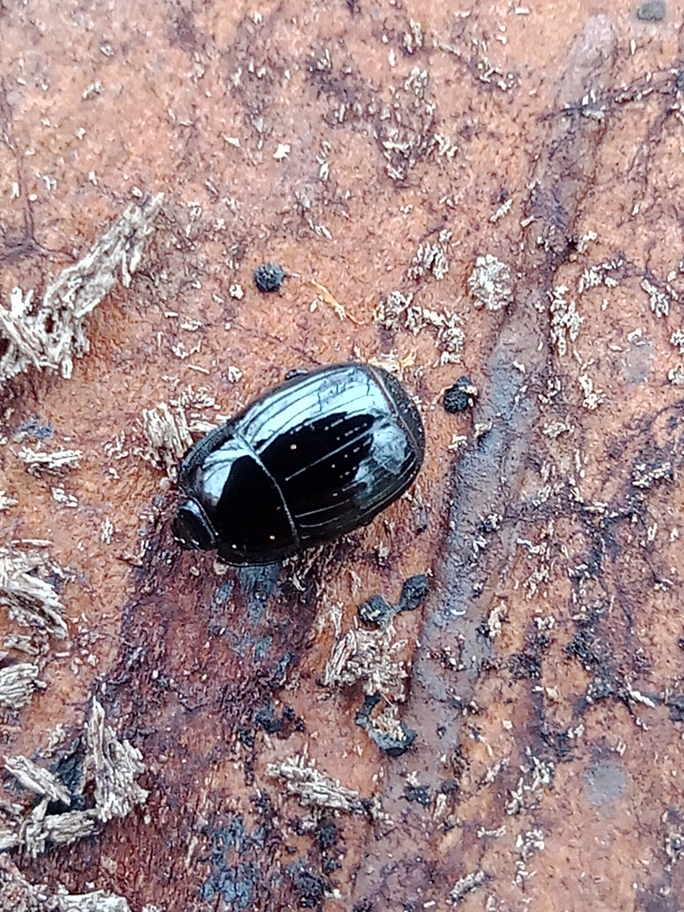 Eurosomides minor
