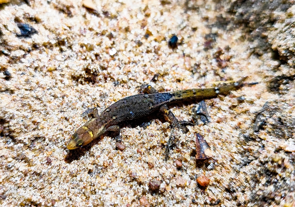 Natal Pigmy Gecko