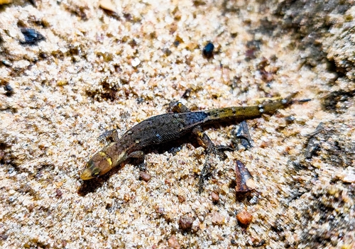 Natal Pigmy Gecko, Coleodactylus natalensis