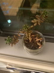 Sedum × rubrotinctum