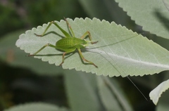Platylyra californica