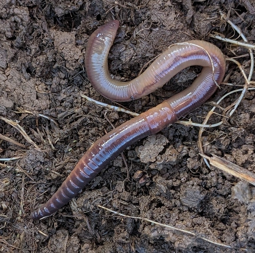 Common Earthworm