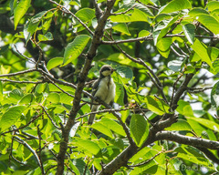 Parus minor