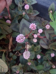 Persicaria capitata