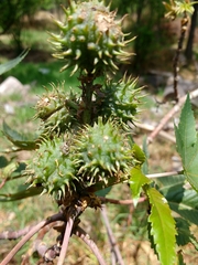 Ricinus communis