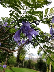 Jacaranda mimosifolia