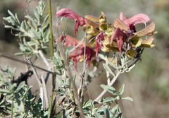 Salvia lanceolata