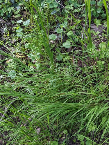 Image of Torrey's Melicgrass (Melica torreyana) by no rights reserved
