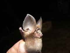Hipposideros jonesi