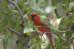 Cardinalis cardinalis mariae
