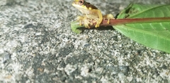 Dendropsophus rhodopeplus