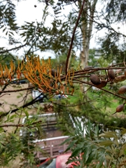 Grevillea robusta