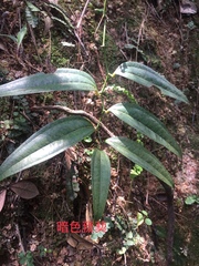 Smilax lanceifolia opaca