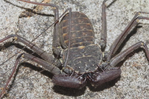 Phrynus operculatus