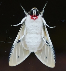 Idalus agastus
