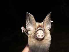 Hipposideros jonesi