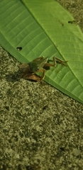 Agalychnis hulli