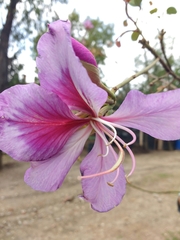 Bauhinia variegata