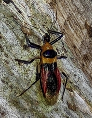 Castolus tricolor image