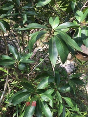 Syzygium nervosum
