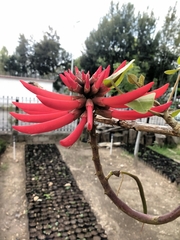 Erythrina americana