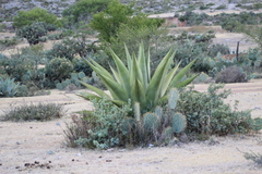Agave
