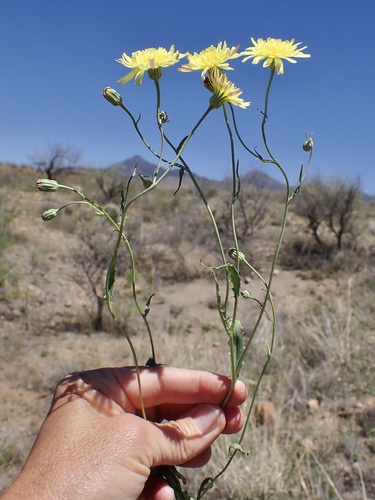 Image of Malacothrix fendleri by (c) Sue Carnahan, some rights reserved (CC BY)