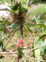 Ricinus communis