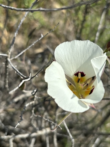 Dunn's mariposa lily (Calochortus dunnii)