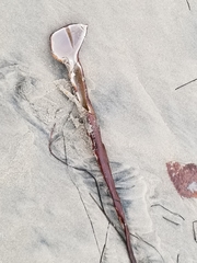 Laminariaceae