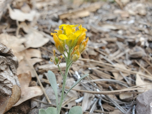 White Mountain Bladderpod (Physaria pinetorum)