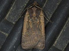 Parabagrotis
