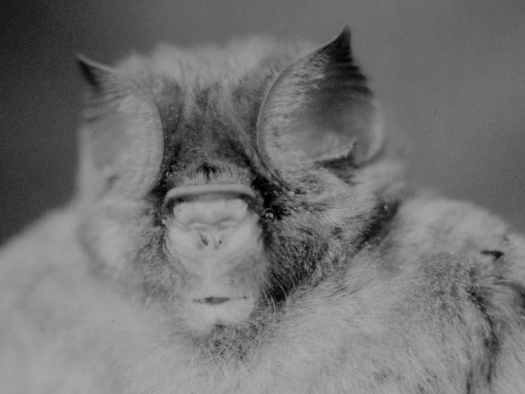 Hipposideros lamottei (African bats and rodents) · iNaturalist