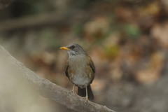Turdus rufopalliatus graysoni