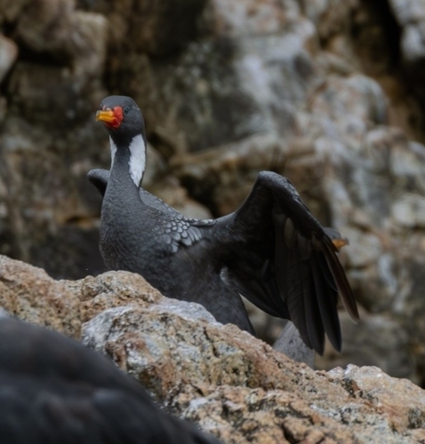Red-legged Cormorant (Poikilocarbo gaimardi), photo 8