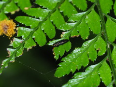 Endelus collaris kerremansi