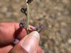 Delphinium hesperium