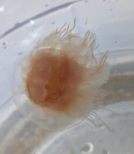 Atlantic Lion's Mane Jelly photographed in New York