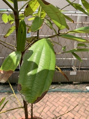 Cinnamomum cassia