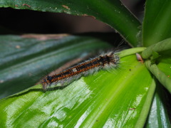 Odonestis bheroba formosae