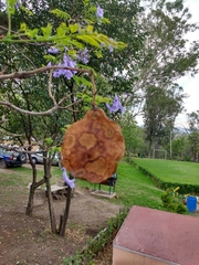 Jacaranda mimosifolia