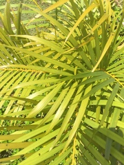 Arecaceae