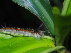 Odonestis bheroba formosae